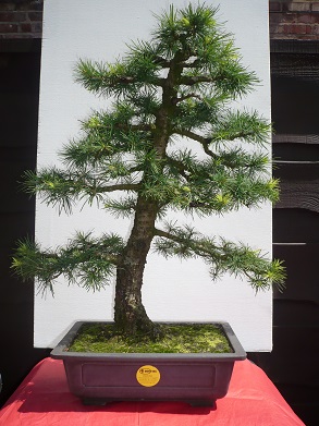 RFID Systems - Trovan Larch Bonsai Tagged