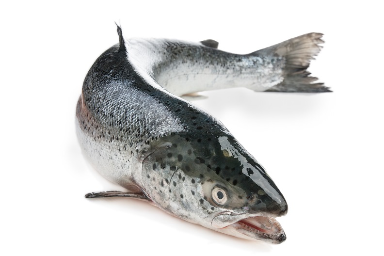 RFID Systems - Trovan Salmon for animal tracking